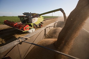 مصر تعلن شراء 530 ألف طن من القمح الروسي للشحن في أكتوبر
